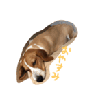 雑種犬の三郎太。（個別スタンプ：11）