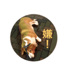 雑種犬の三郎太。（個別スタンプ：12）