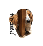 雑種犬の三郎太。（個別スタンプ：13）