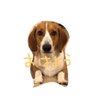 雑種犬の三郎太。（個別スタンプ：15）