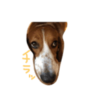 雑種犬の三郎太。（個別スタンプ：17）