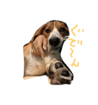 雑種犬の三郎太。（個別スタンプ：18）