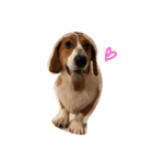 雑種犬の三郎太。（個別スタンプ：19）
