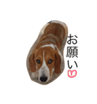 雑種犬の三郎太。（個別スタンプ：20）