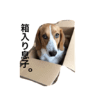 雑種犬の三郎太。（個別スタンプ：23）