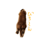雑種犬の三郎太。（個別スタンプ：24）