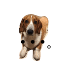 雑種犬の三郎太。（個別スタンプ：26）