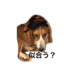 雑種犬の三郎太。（個別スタンプ：27）