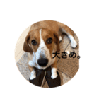 雑種犬の三郎太。（個別スタンプ：28）