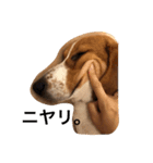 雑種犬の三郎太。（個別スタンプ：29）