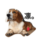 雑種犬の三郎太。（個別スタンプ：32）
