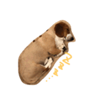 雑種犬の三郎太。（個別スタンプ：34）