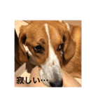 雑種犬の三郎太。（個別スタンプ：35）
