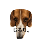 雑種犬の三郎太。（個別スタンプ：36）