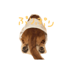 雑種犬の三郎太。（個別スタンプ：37）