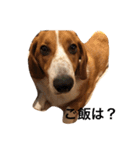 雑種犬の三郎太。（個別スタンプ：38）