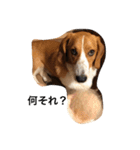 雑種犬の三郎太。（個別スタンプ：39）