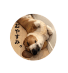 雑種犬の三郎太。（個別スタンプ：40）