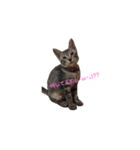 愛猫さんの日常会話（個別スタンプ：2）