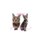 愛猫さんの日常会話（個別スタンプ：5）