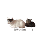 愛猫さんの日常会話（個別スタンプ：6）