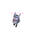 愛猫さんの日常会話（個別スタンプ：7）