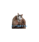 愛猫さんの日常会話（個別スタンプ：9）