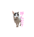 愛猫さんの日常会話（個別スタンプ：11）