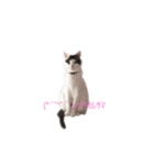 愛猫さんの日常会話（個別スタンプ：12）