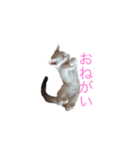愛猫さんの日常会話（個別スタンプ：15）