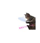 愛猫さんの日常会話（個別スタンプ：18）