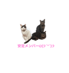 愛猫さんの日常会話（個別スタンプ：21）
