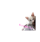 愛猫さんの日常会話（個別スタンプ：24）