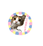 メインクーンスタンプ 2（個別スタンプ：2）