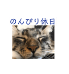 メインクーンスタンプ 2（個別スタンプ：4）