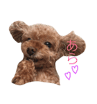 トイプードルリボンさん（個別スタンプ：5）