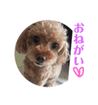トイプードルリボンさん（個別スタンプ：9）
