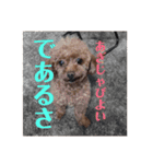 トイプードルリボンさん（個別スタンプ：15）