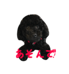 黒トイプーソウルくん（個別スタンプ：1）