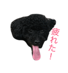 黒トイプーソウルくん（個別スタンプ：14）