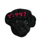黒トイプーソウルくん（個別スタンプ：20）