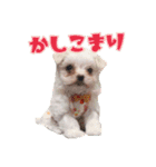 可愛い子犬スタンプ（個別スタンプ：10）