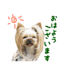 ヨーキートッポ君の日常3（個別スタンプ：2）