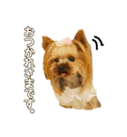 ヨーキートッポ君の日常3（個別スタンプ：6）