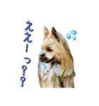 ヨーキートッポ君の日常3（個別スタンプ：10）