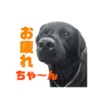 染と時々よかいち（個別スタンプ：16）
