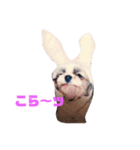 シーズ犬のくるみちゃん（個別スタンプ：1）