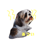 シーズ犬のくるみちゃん（個別スタンプ：2）