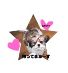 シーズ犬のくるみちゃん（個別スタンプ：3）
