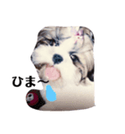 シーズ犬のくるみちゃん（個別スタンプ：5）